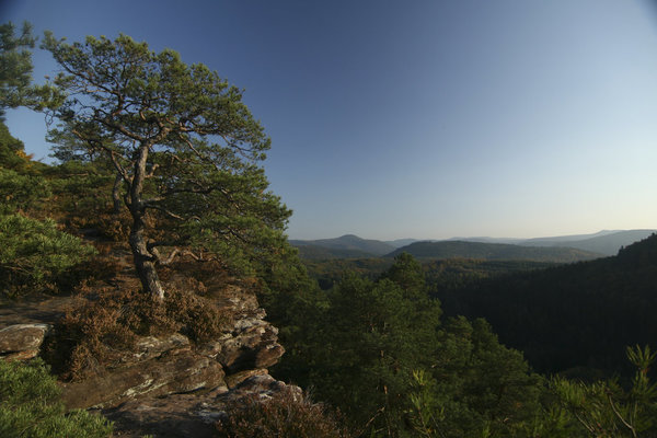 Links im Bild steht ein Baum auf einem Felsen, daneben Ausblick über ein bewaldetes Tal, am Horizont Berge, blauer Himmel.