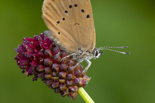 Ein cremeweißer Schmetterling mit schwarzen Punkten auf den Flügeln sitzt auf einer roten Blüte vor grünem Hintergrund.