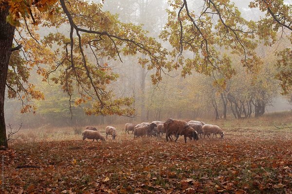 Braune und weiße Schafe grasen auf einer leicht nebligen Wiese voller braunem Herbstlaub, umgeben von Eichen und anderen Bäumen.