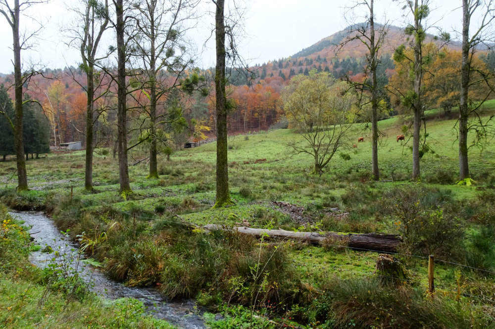 Ein Fluß fließt durch eine Landschaft mit Wiesen und Bäumen. Die Wiese weist regelmäßige Buckel auf.