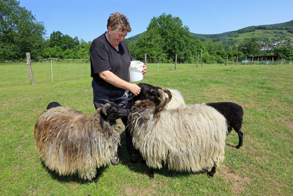 Eine Schäferin füttert zwei große, wuschelige Schafe.