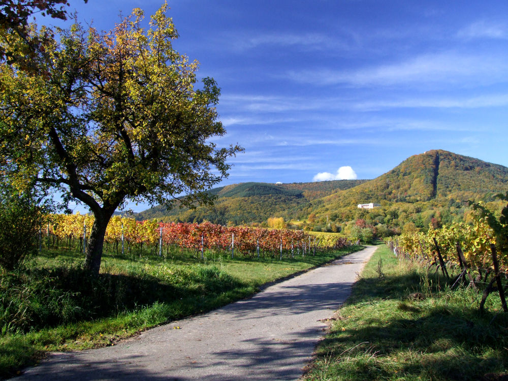 Ein geteerter Weg durch eine hügelige Wein-Landschaft. Links Bäume.