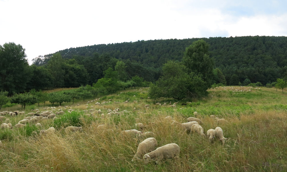 Eine Schafsherde grast auf einer Wiese. Im Hintergrund Wald.