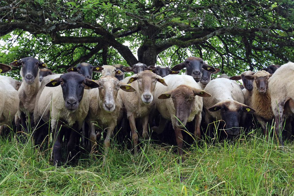 Schafsherde auf Wiese vor Bäumen.