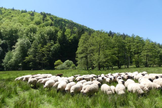 Transportieren in ihrem Fell Samen und kleine Tiere und vernetzten so Biotope: Weidende Schafe, hier bei Bobenthal 